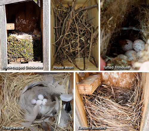 nestbox nests